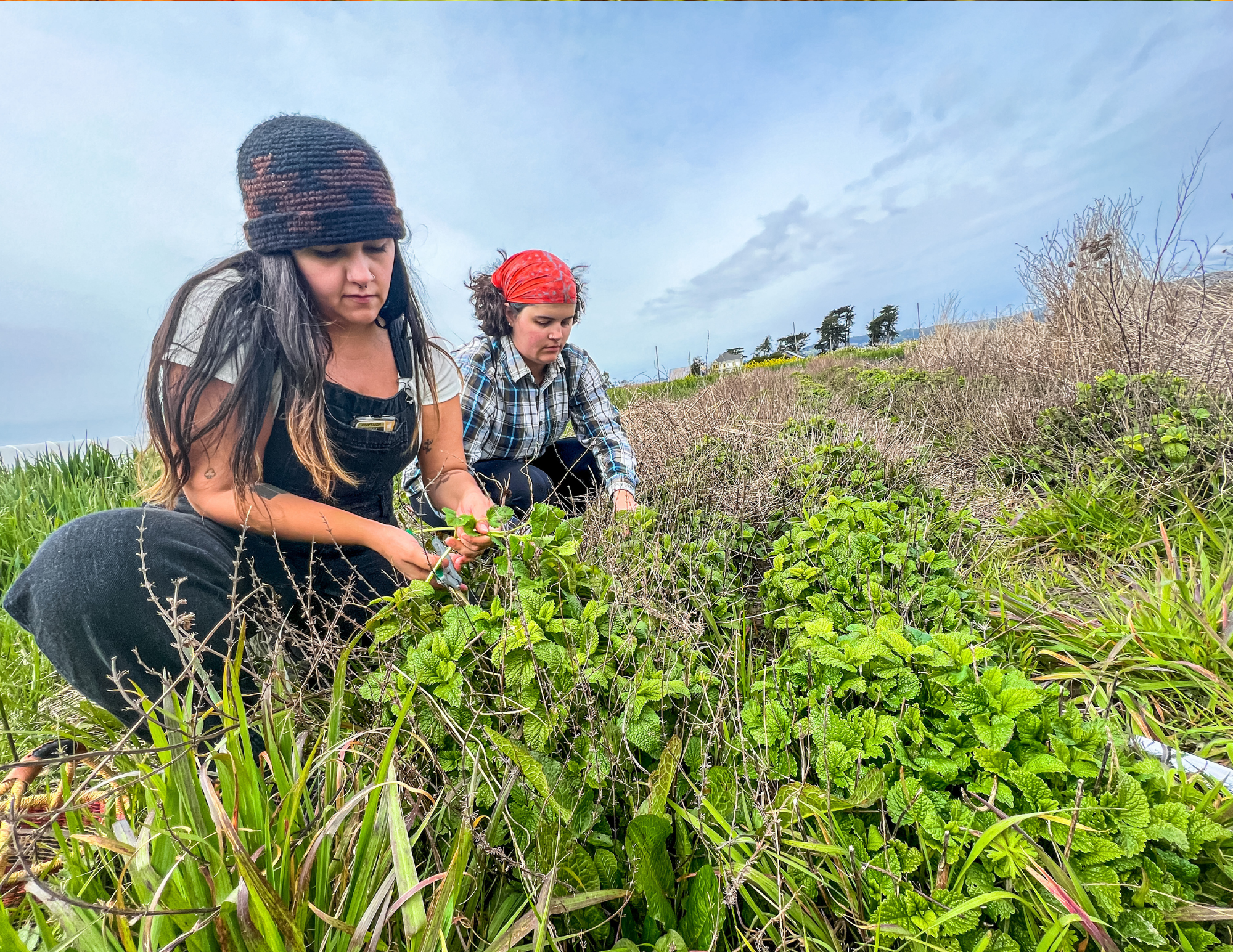 Two FSL Staff members harvesting some herbs outside