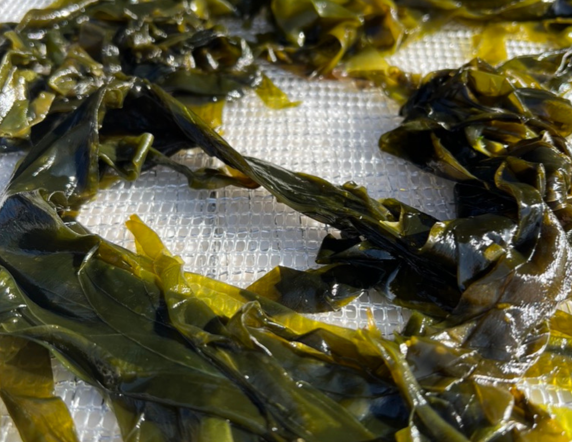 A ring of Kelp, still wet from being harvested from the water