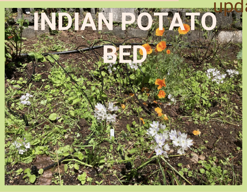 Indian Potatoes